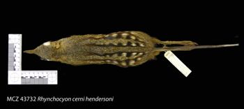 Media type: image;   Mammalogy 43732 Description: Image of skin specimen - dorsal view. dorsal view of study_skin.;